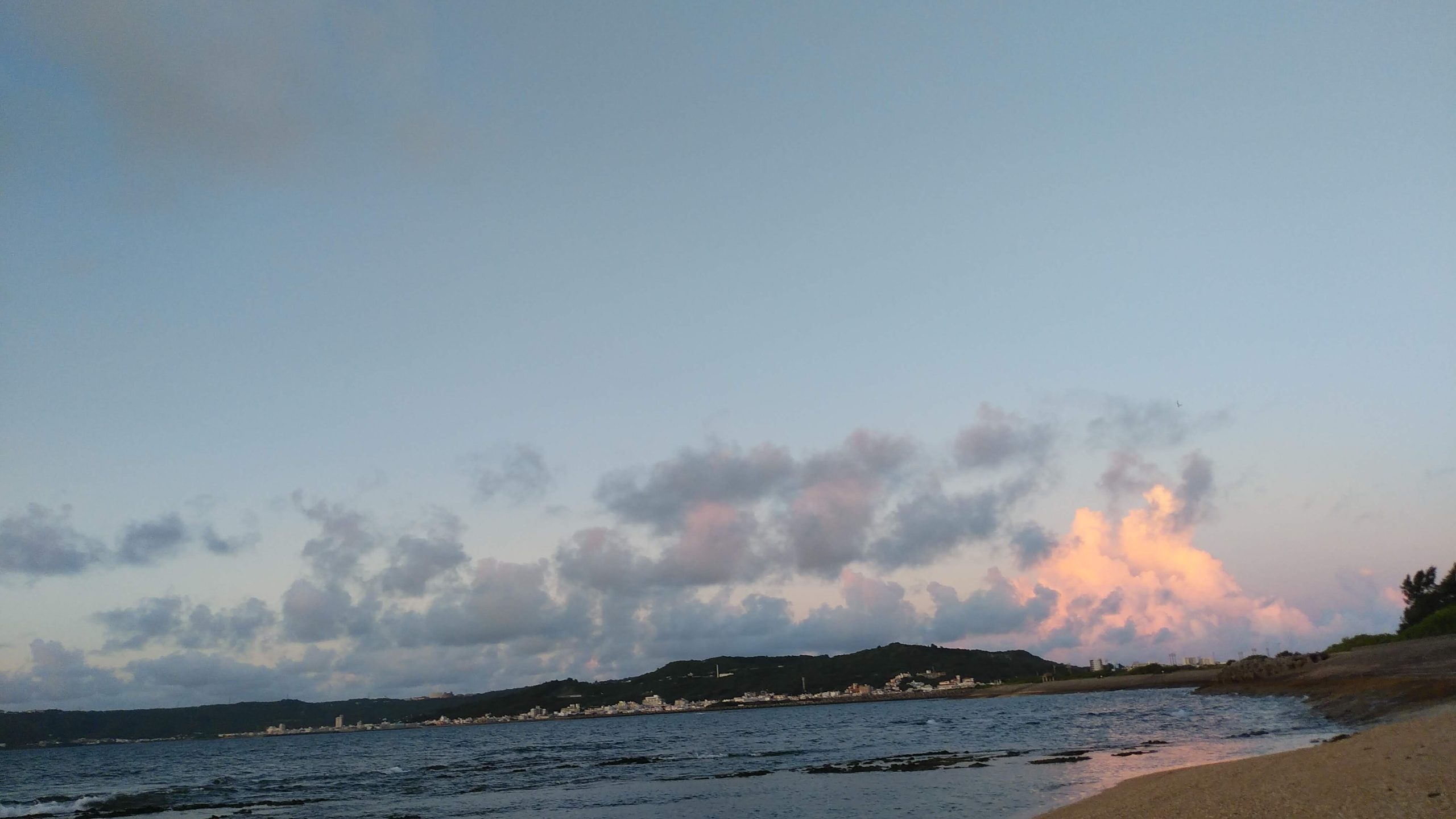 登記研究　バラ売り可能 バラ栽培スペシャル